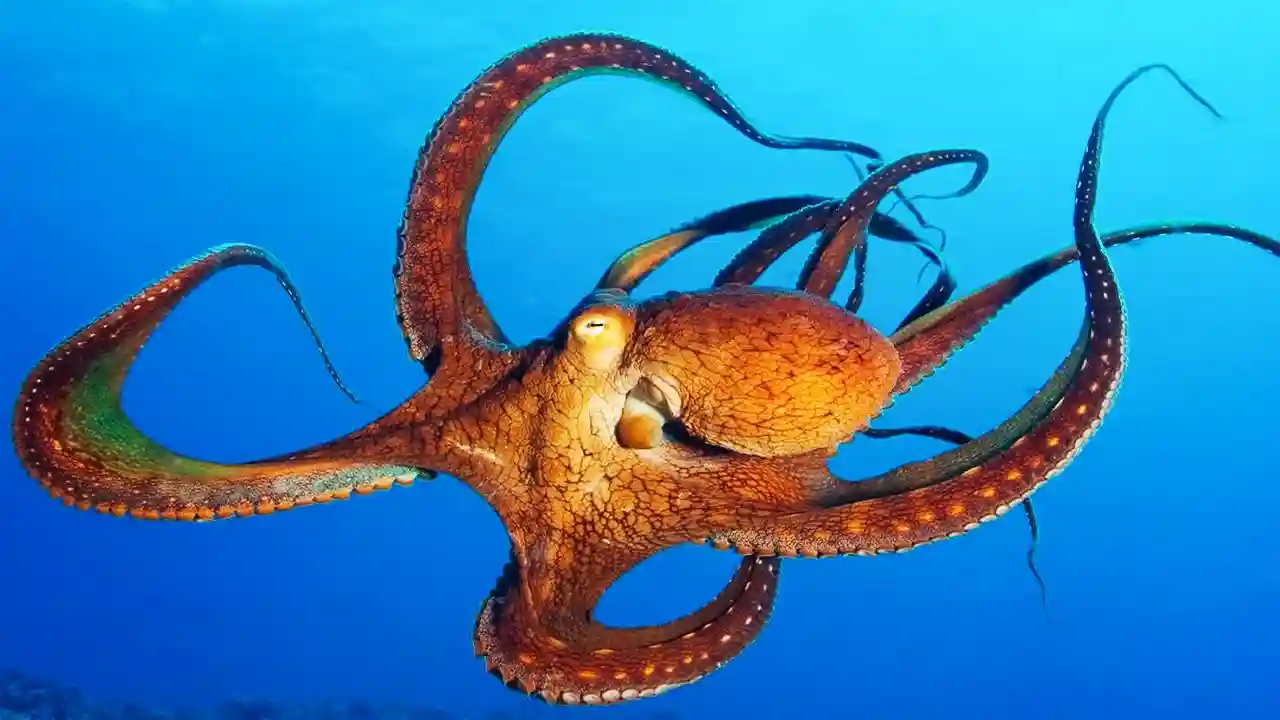 Ahtapotlarin-uc-Kalbi-Vardir