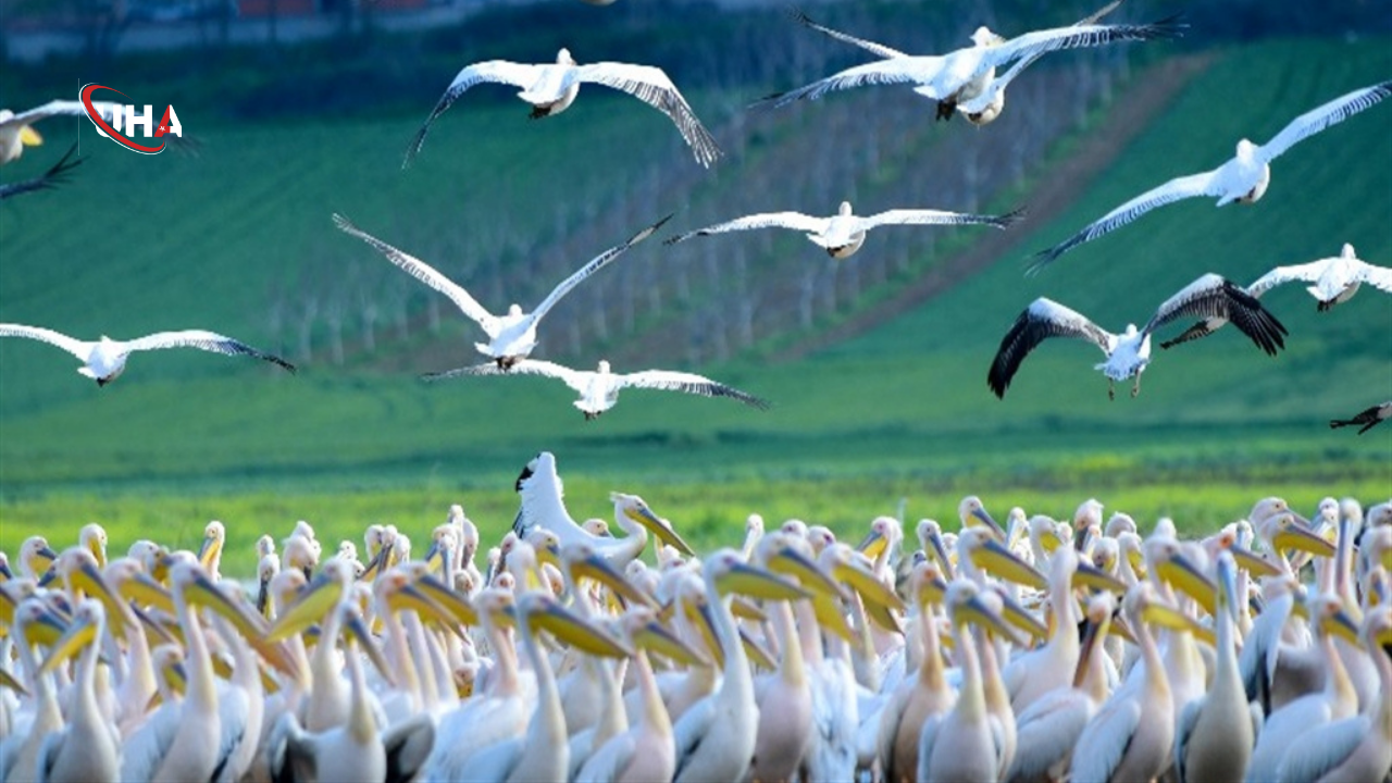 pelikanlar-goc-ederken-baraja-indiler