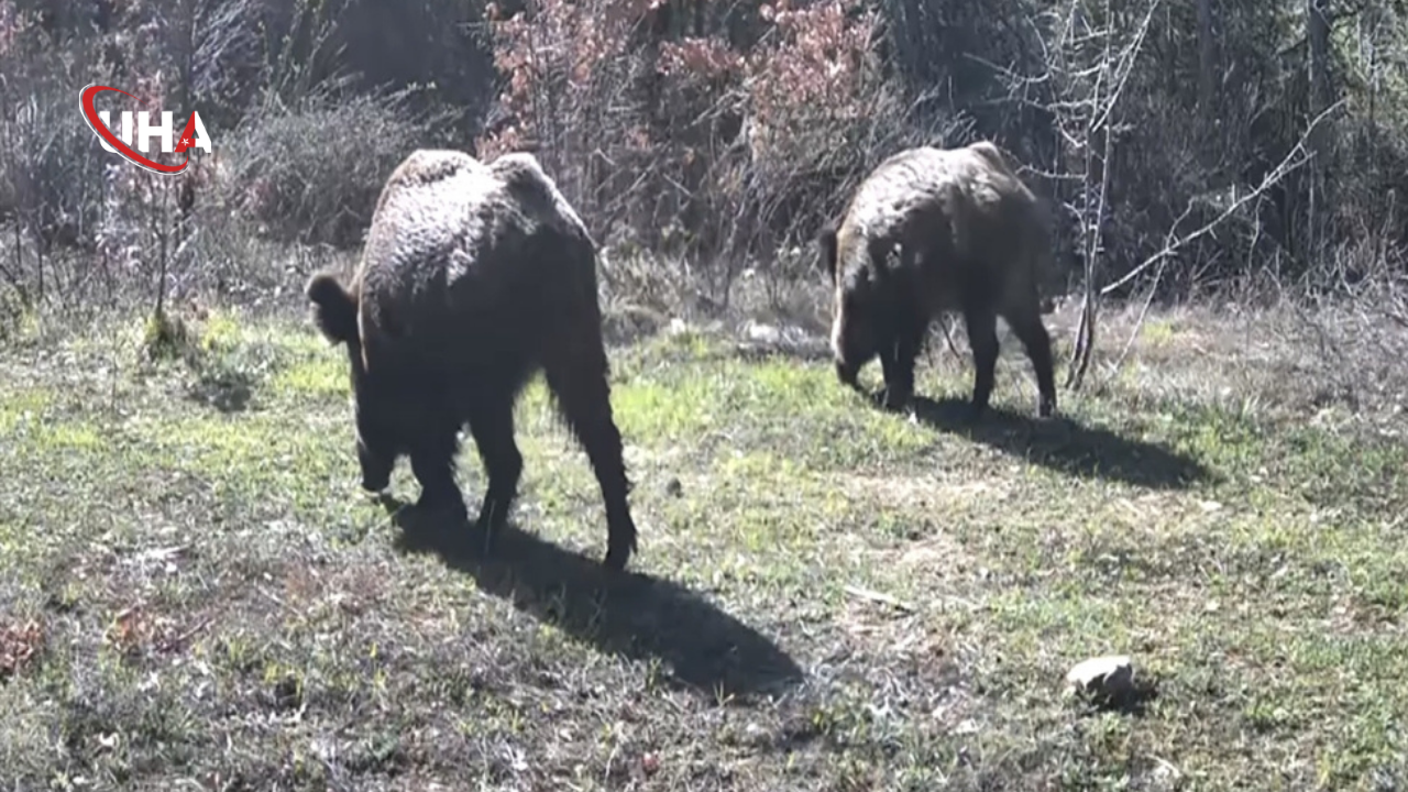 fotokapana-yansiyan-goruntuler-karabuk