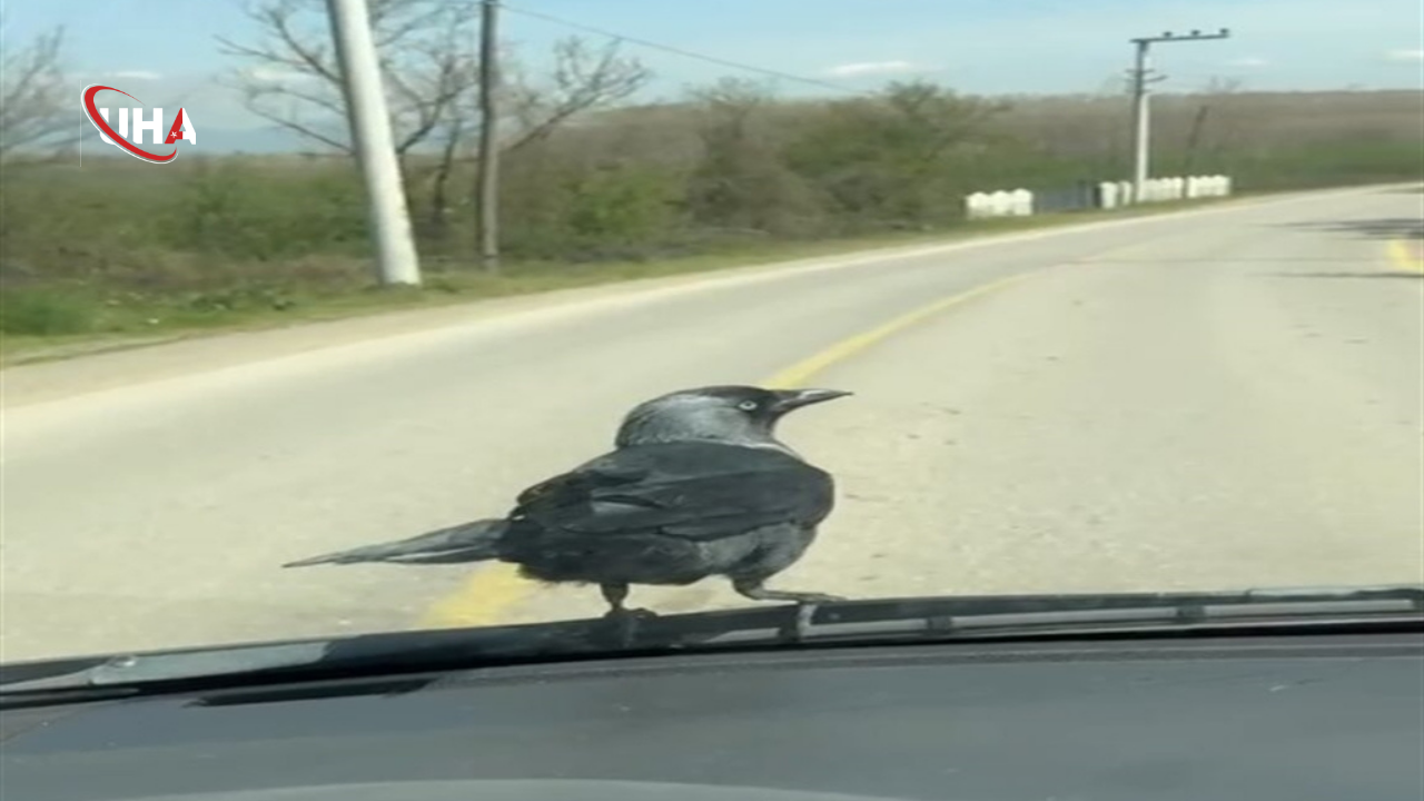 karga-ve-vatandasin-dostlugu