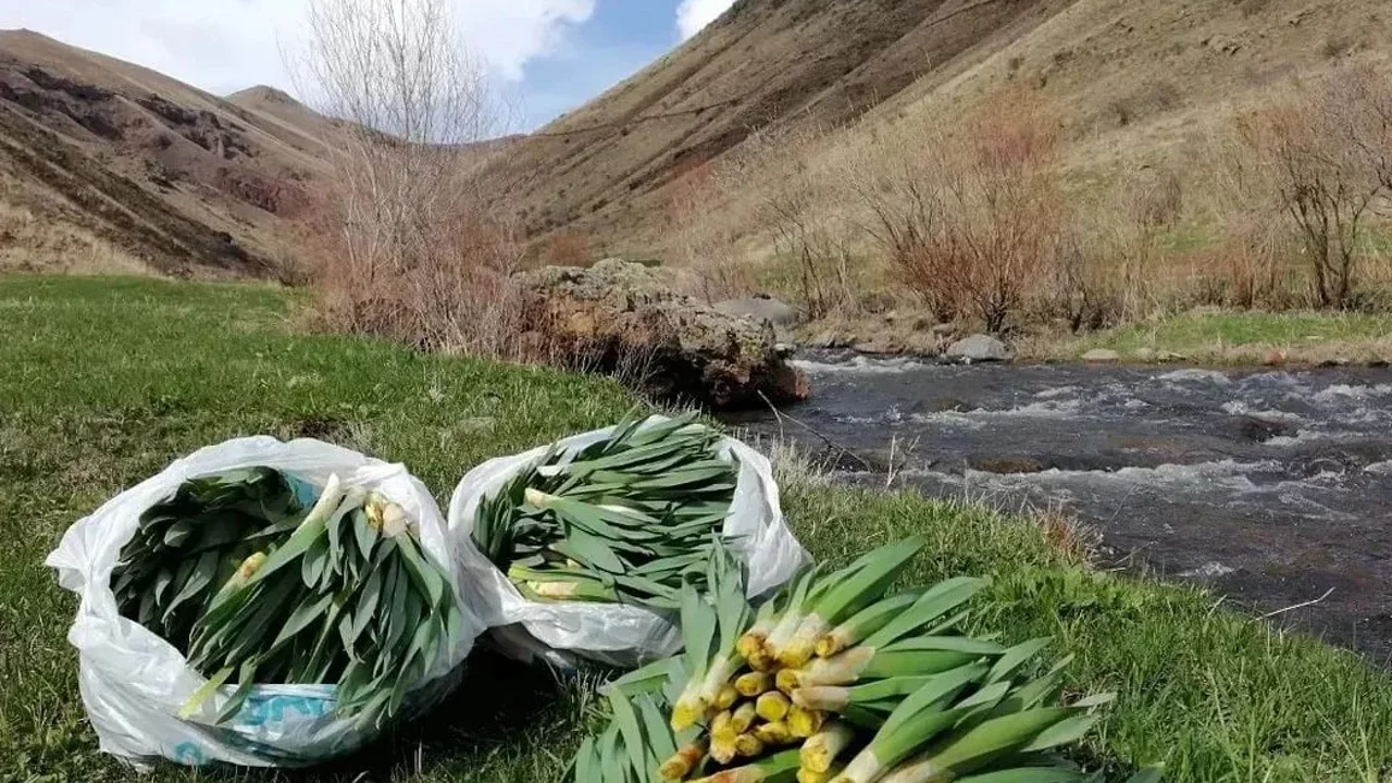 ciris-otu-sifa-kaynagi