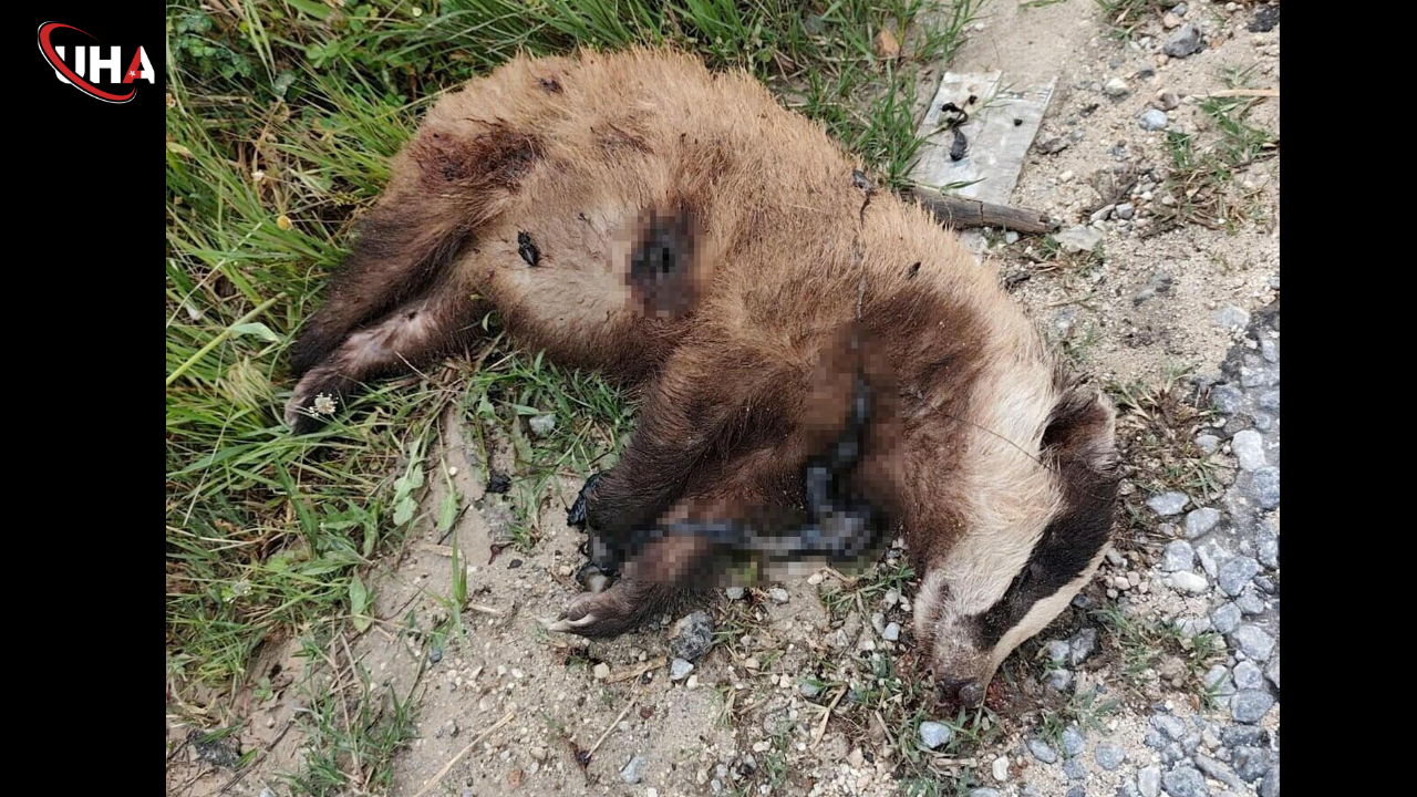 nazilli-avrupa-porsugu-vuruldu