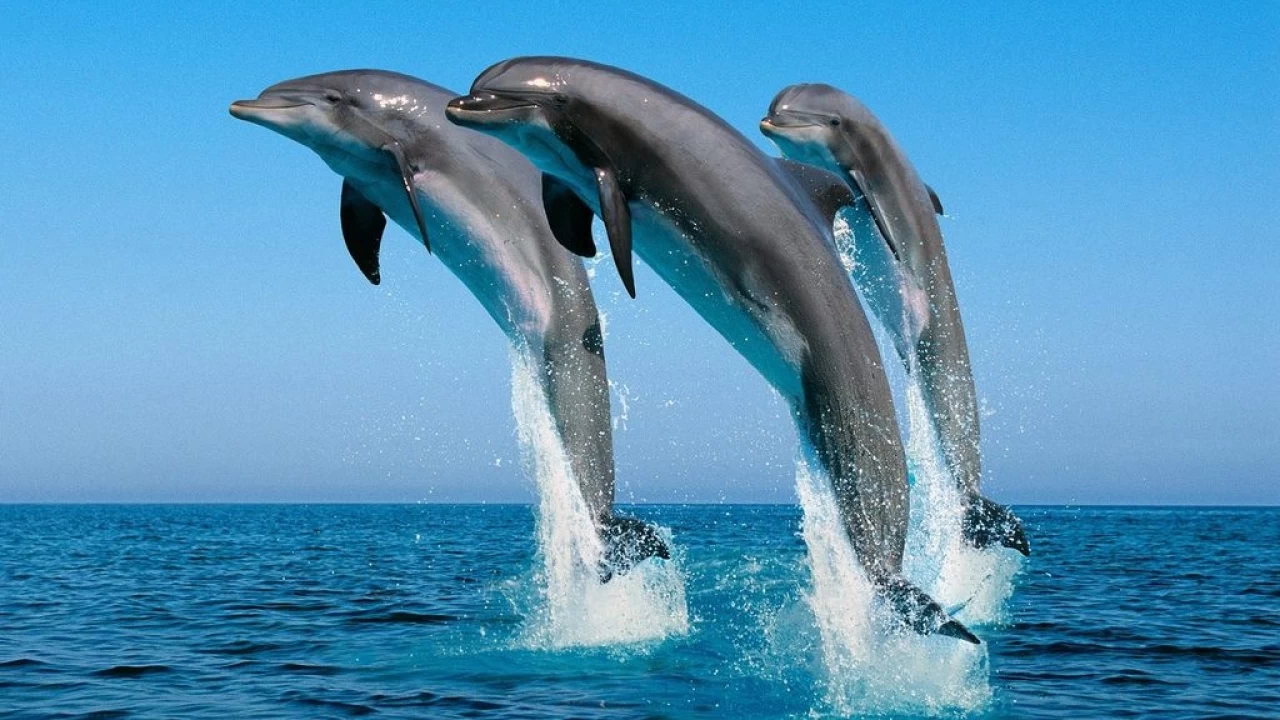 Denizlerin Dost Ve Zeki Canlisi Yunus Baligi H1529667 11