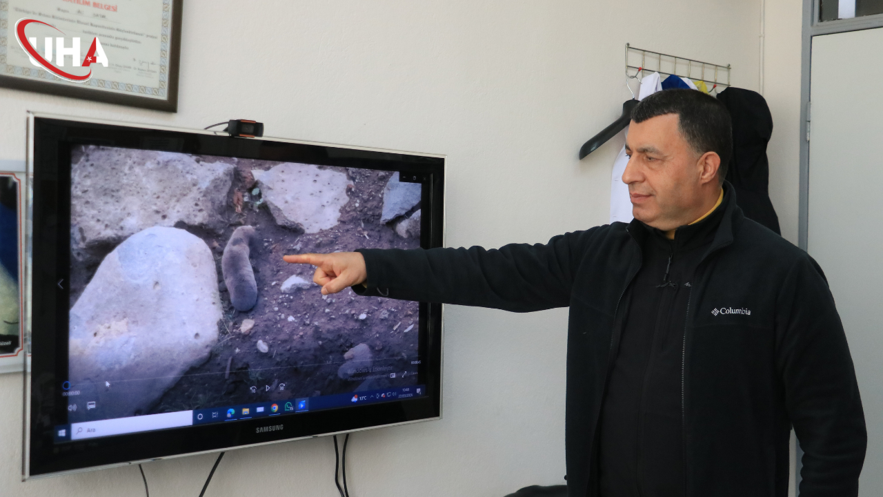 yeraltındaki-köy-fareler-