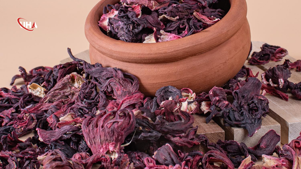 Hibiskus-bitkisi-kurusu