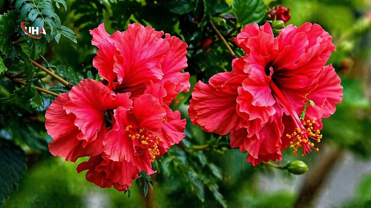 Hibiskus-un-faydalari