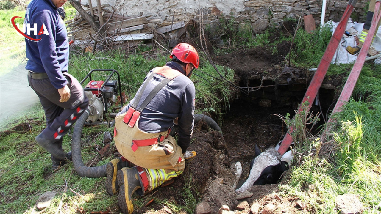 gebe-inek-kurtarildi