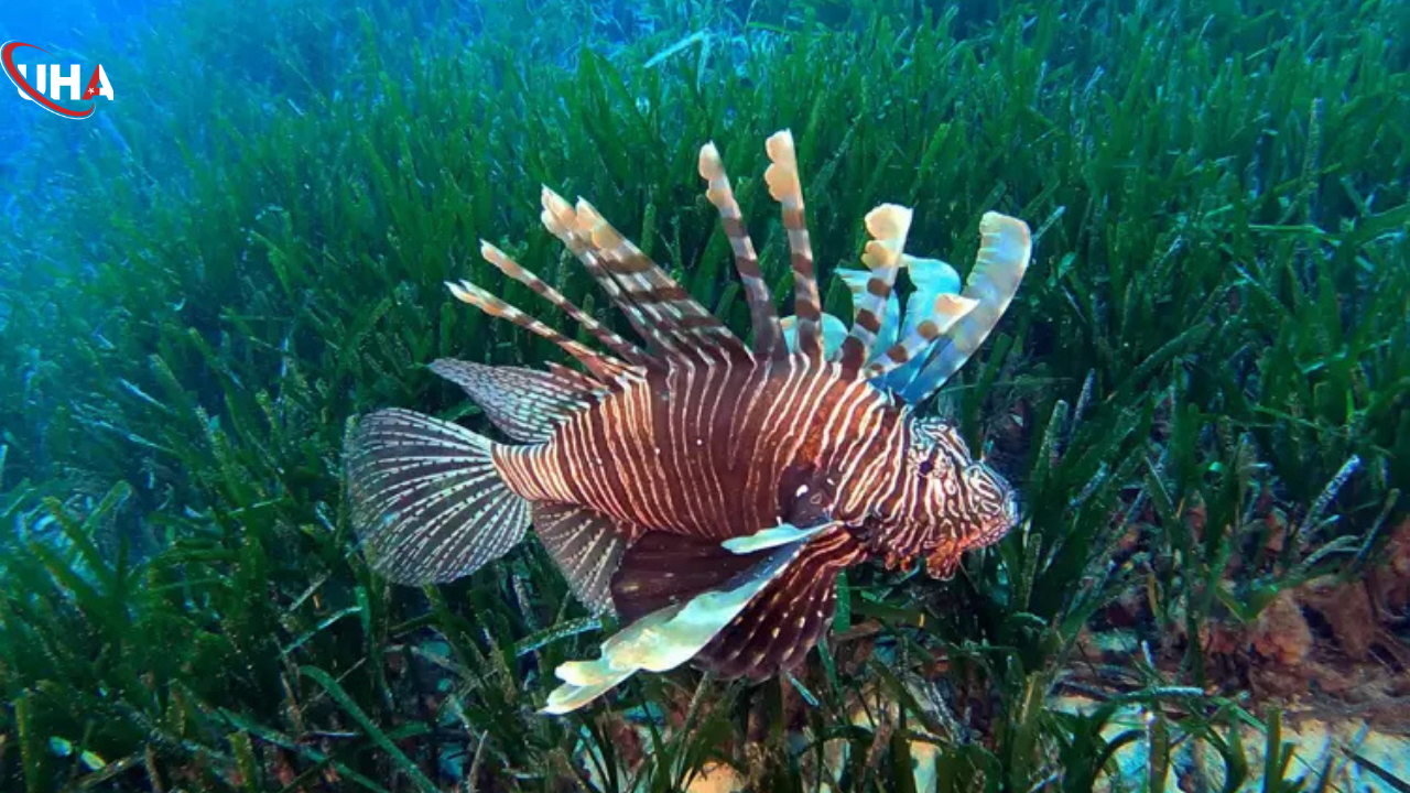 akdeniz-istilaci-alarmi