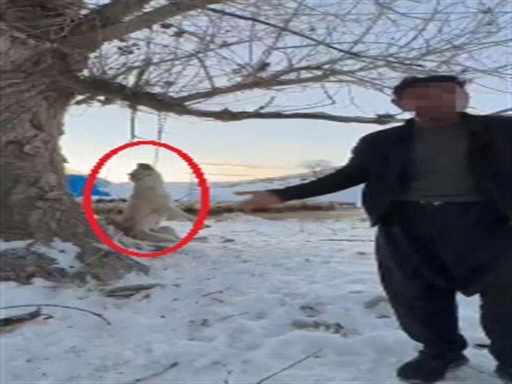 Köpeğini Ağaca Asıp Öldüren Şüpheli 2