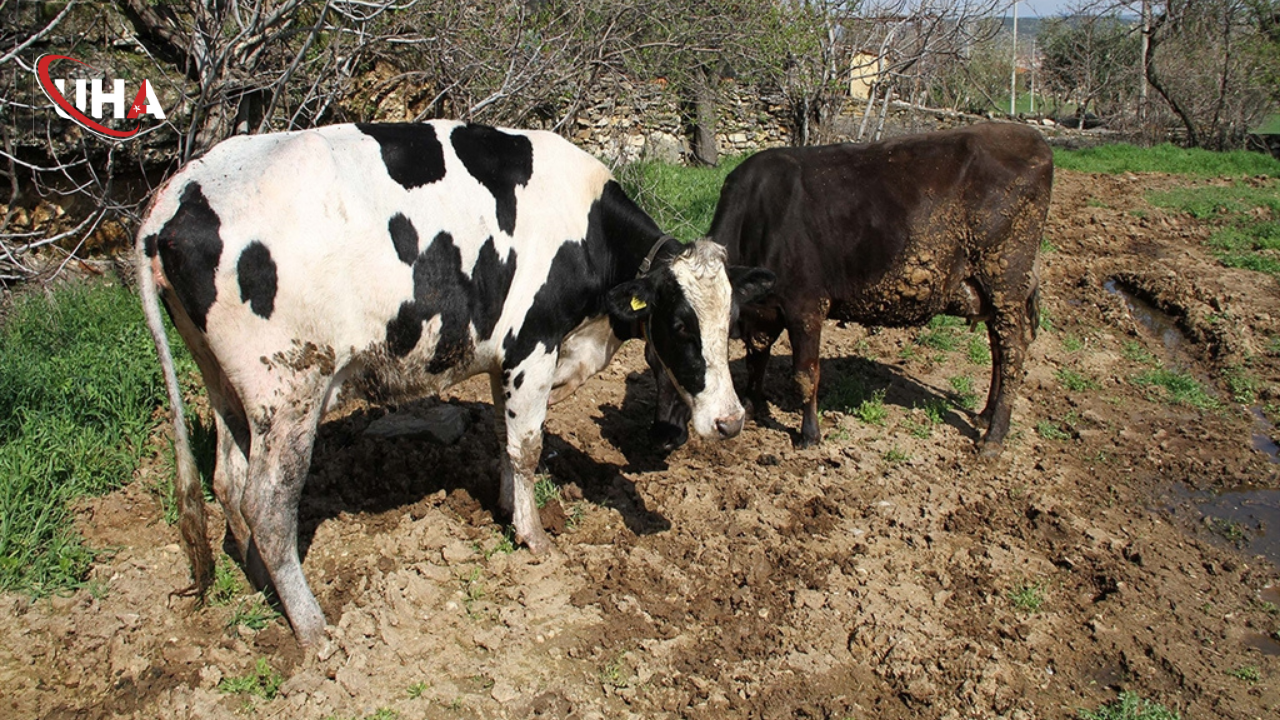 itfaiye-inegi-kurtardi