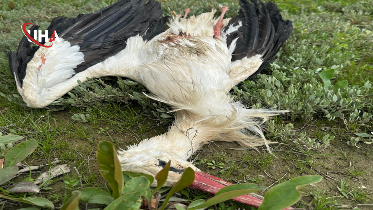 hatayda-tufekle-leylekler-vuruldu