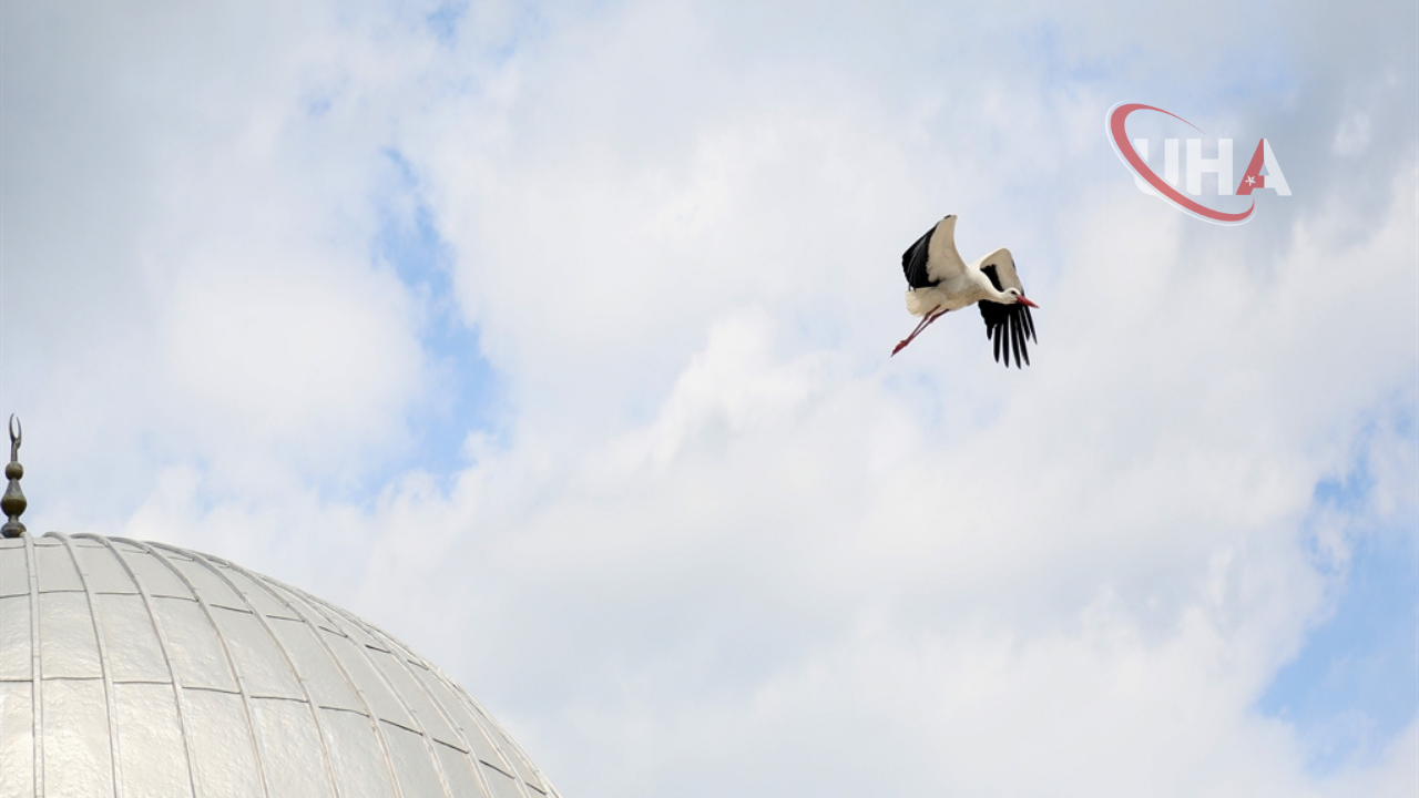 Leylek Yuva Kurma Telas