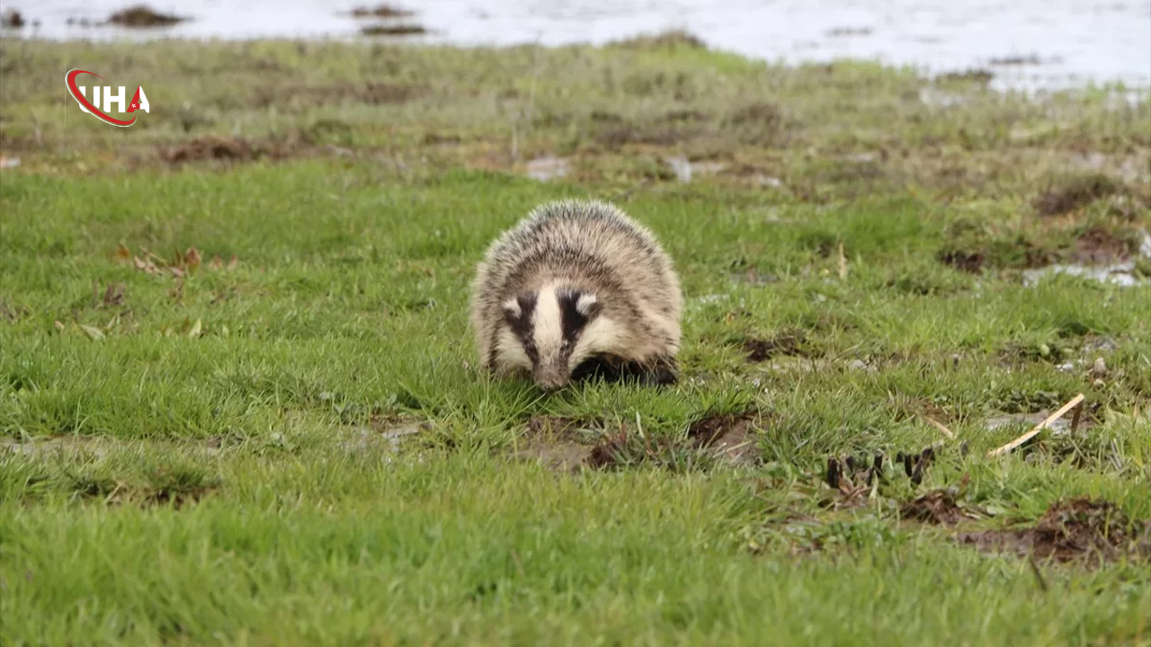 bingolde-bulunan-porsuk-koruma-altinda