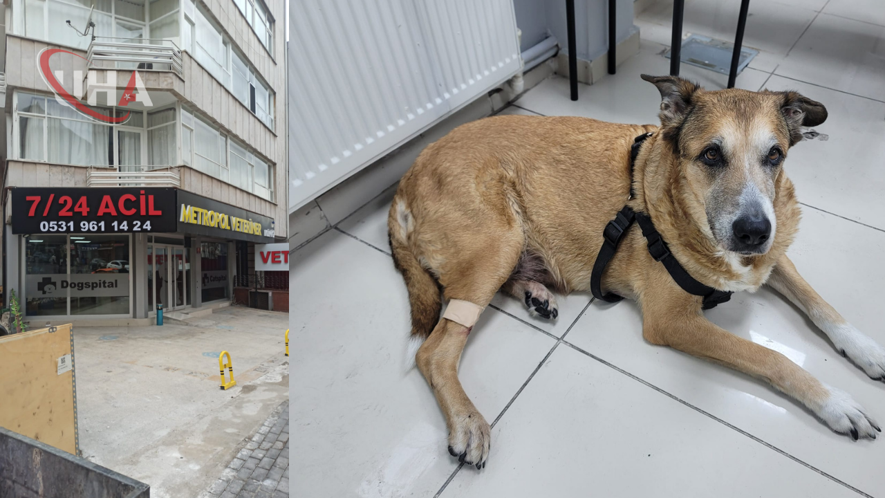 ankara-veteriner-memnuniyet-ali-emir