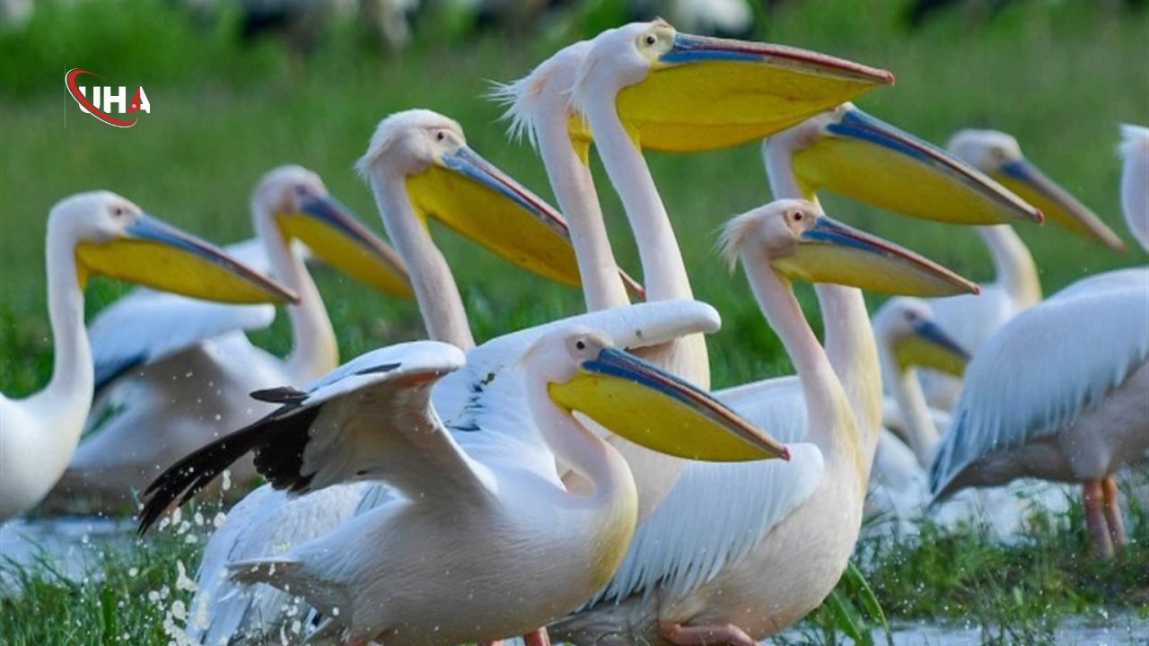 goc-eden-pelikanlar-bursada