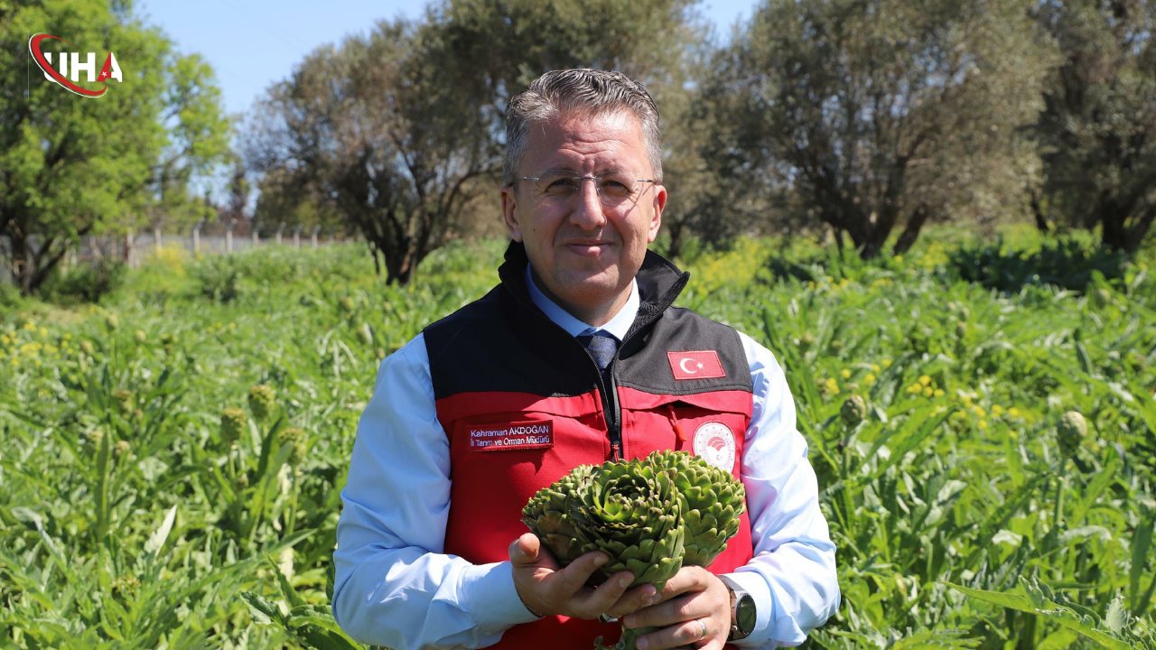 izmir-enginar-hasati-suruyor