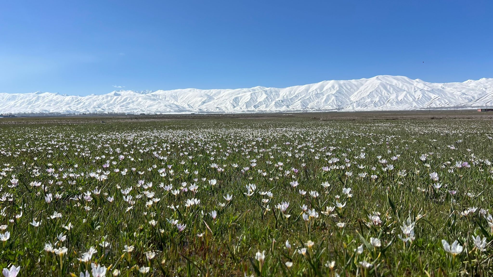 yuksekovada-kardelenler