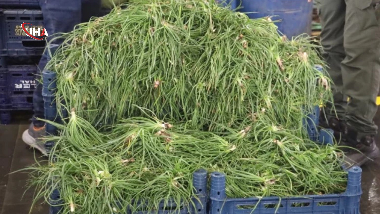 Yemlik-otu-faydalari