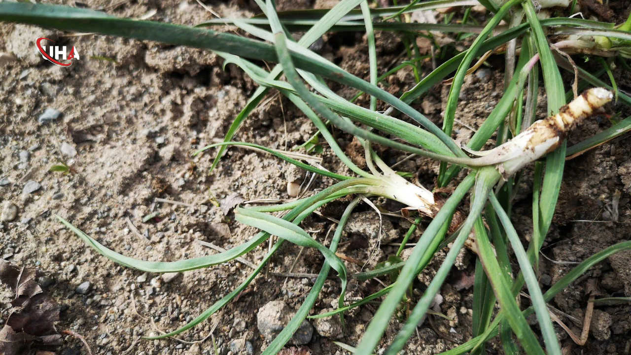 Yemlik-otu-faydalari-nelerdir