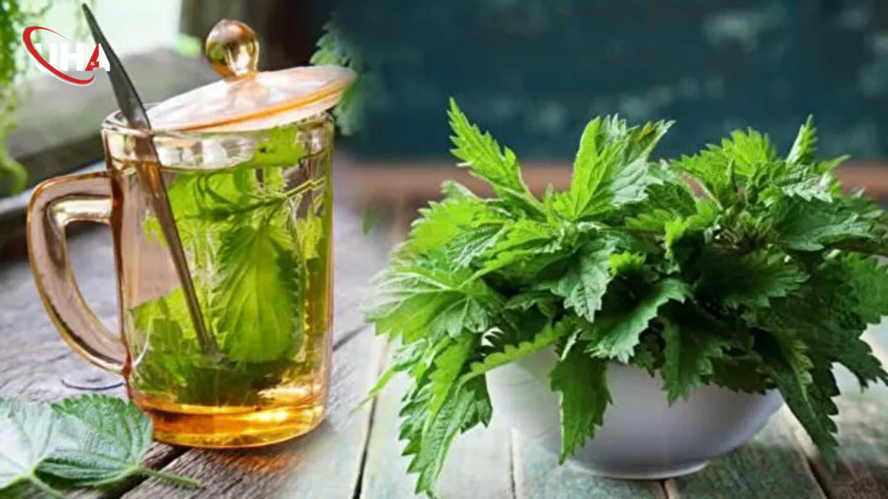 isirgan-otu-faydalari-