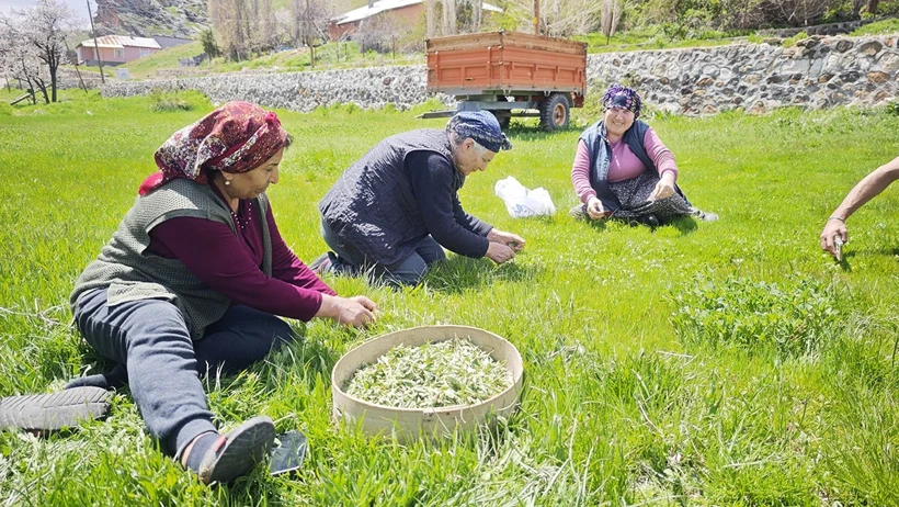 Hasat Etkinliği 1