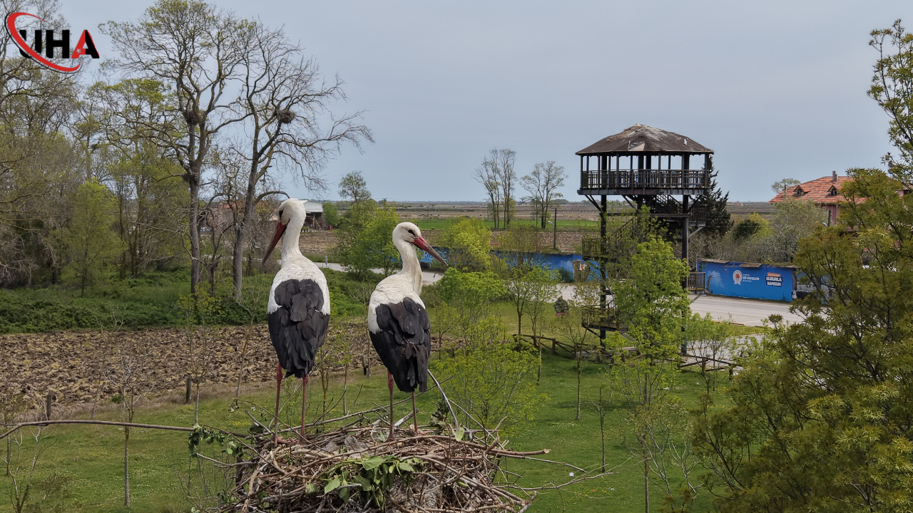 kizilirmak-deltasinda-yavru-sesleri-
