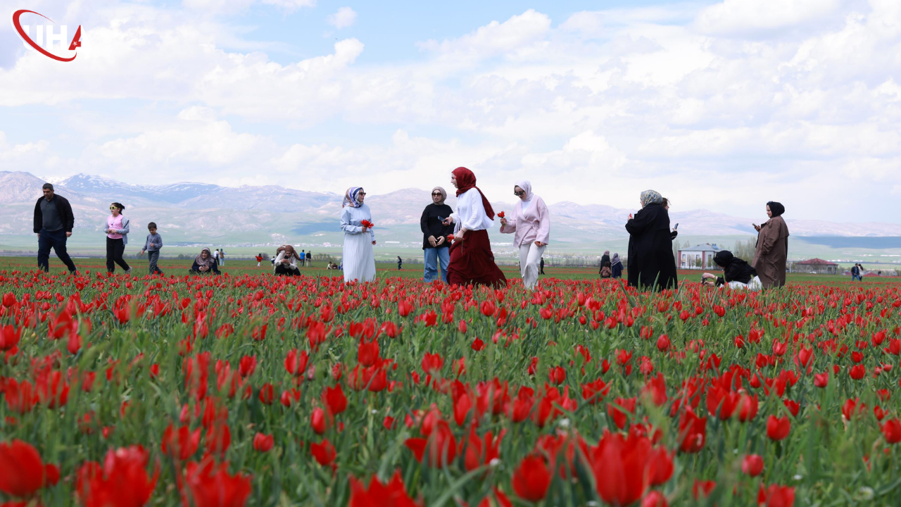 mus-ovasinda-lale-zamani-