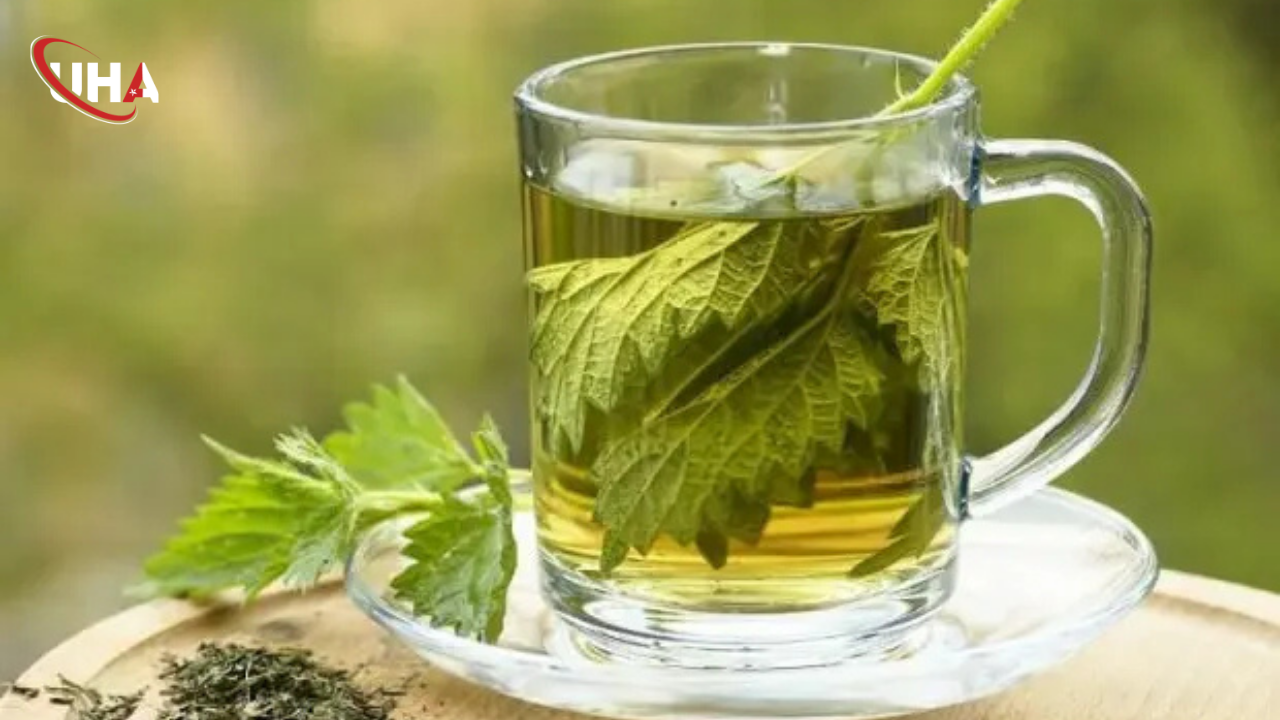 isirgan-otu-faydalari---