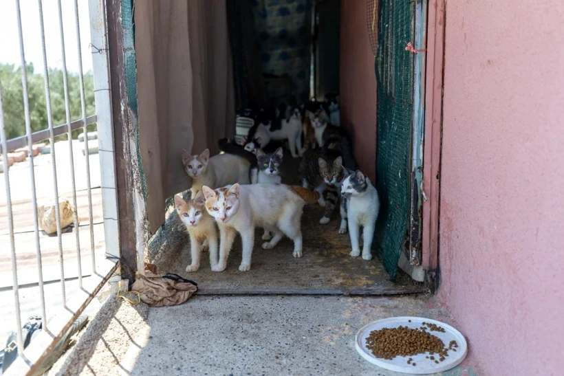 Kedi̇ Ev