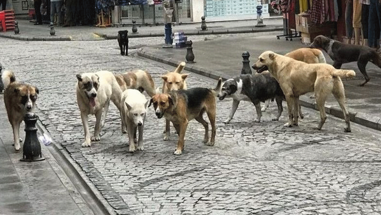 Başıboş Köpeklere Yönelik 81 İlde Denetim Yapılacak