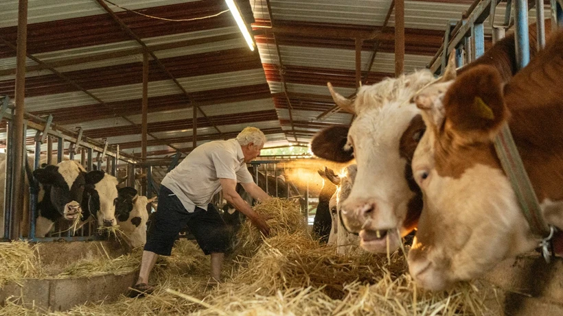 Tarım ve Orman Bakanlığı Açıkladı! 480 Bin Baş Besilik Erkek Sığır İthal Edilecek