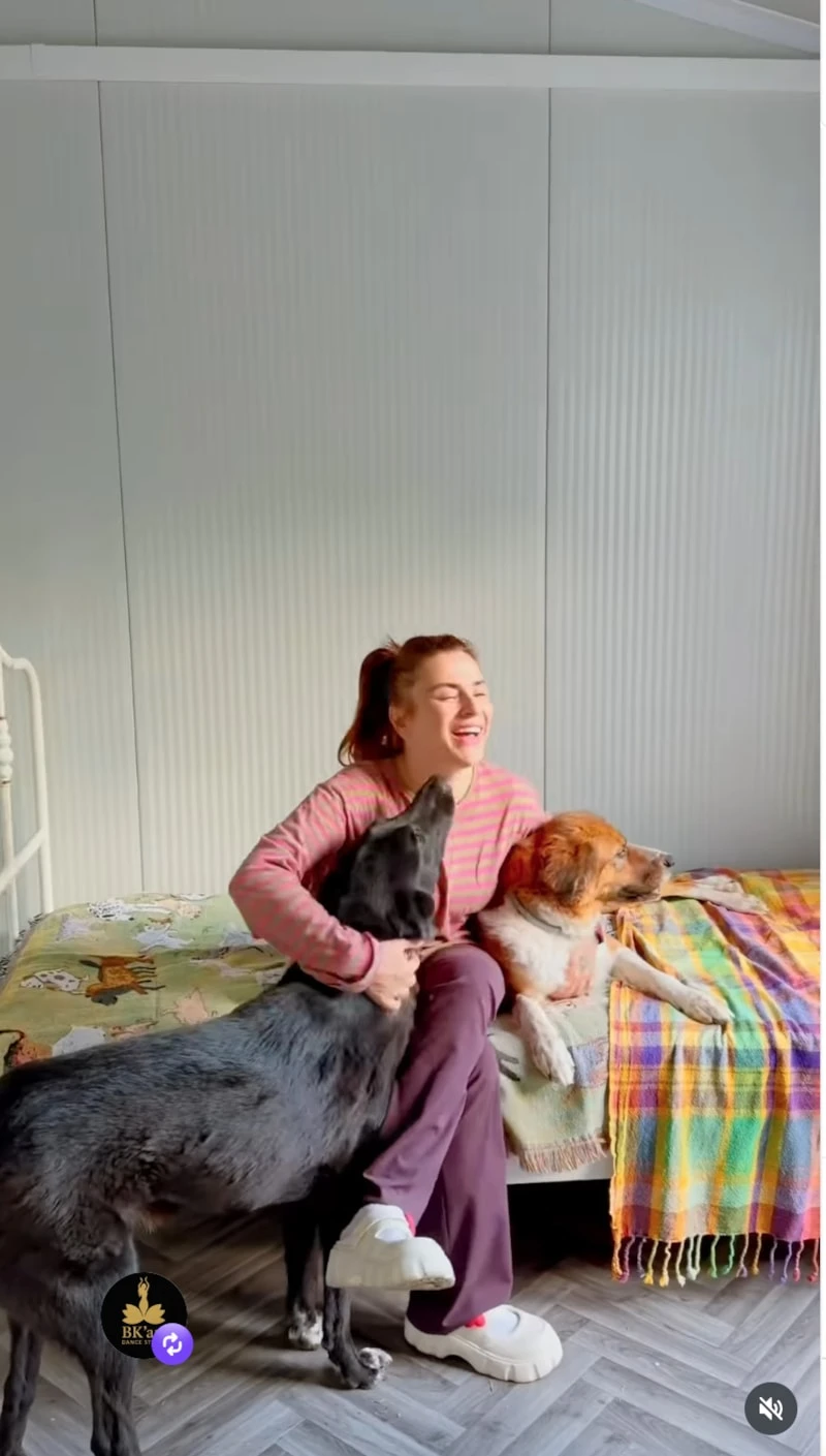 Ev Aldi Köpek